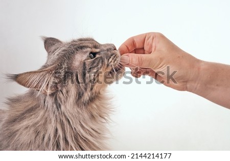 side view of a young gray tabby maine coon cat getting fed by owner. female human hand feeding the cat with treat stick snacks on white studio background with copy space Royalty-Free Stock Photo #2144214177
