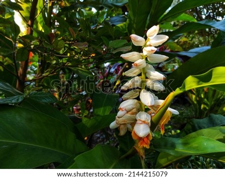 Alpinia zerumbet or Ginger shell is a perennial herb and belongs to the Zingiberceae family
