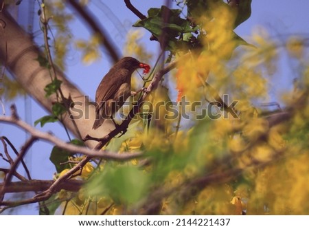 beautiful brown bird perched on a branch is holding food in his mouth with yellow flower foreground, picture zoom.