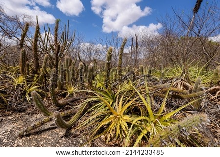 Brazilian Caatinga biome. Typical vegetation, Macambira (Bromeliaceae) and Xique xique (cactus) of the northeast region in Araruna, Paraíba, Brazil. Royalty-Free Stock Photo #2144233485