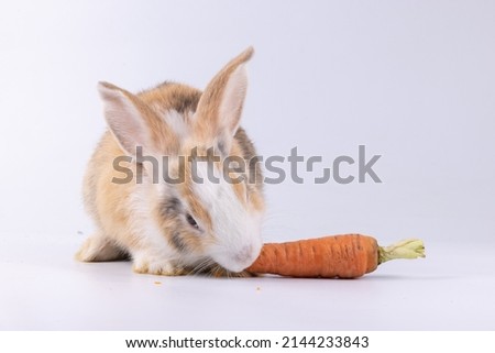 Lovely bunny easter fluffy rabbit, healthy rabbit eat carrot on white background. The Easter white creamy hares eat carrot, a concept for Easter. Close - up of a rabbit.