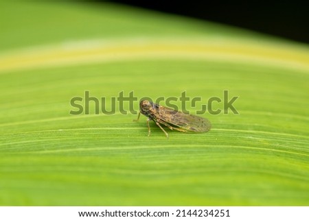 Corn Planthopper. This Planthopper is the agricultural sucking pest of corn and sorghum crop which causes serious economic losses. Used selective focus. Royalty-Free Stock Photo #2144234251