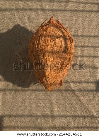 whole peeled coconut in the sun