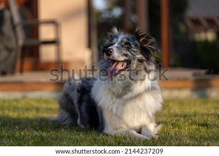 cute young border collie blue merle in the garden at sunset, dog sticking out the tongue, pet photography, lying in the grass