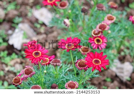 Magenta flowers of Paris Daisy