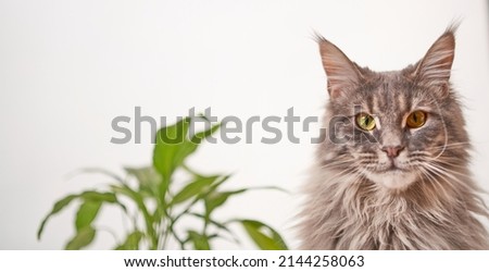Close-up portrait of a gray striped domestic cat sitting on a window around houseplants. Image for veterinary clinics, sites about cats, for cat food. Royalty-Free Stock Photo #2144258063