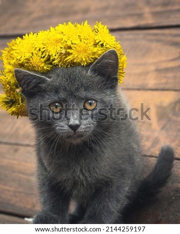 Little gray kitten with a flower wreath on his head