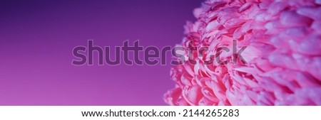 Purple flower bud petal close-up. Gentle background. Banner. Horizontal postcard with lush chrysanthemum, peony, rose or carnation. Holiday mockup design of gift certificate. Mother day card template.