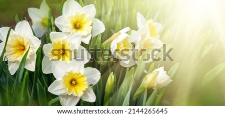 Sunny spring banner with flowers, buds and leaves of daffodils. Panoramic Spring background with Daffodil Flowers, closeup. Royalty-Free Stock Photo #2144265645