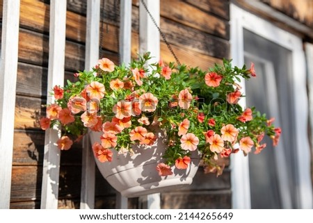 Orange calibrachoa in a white hanging pot against a wooden wall.