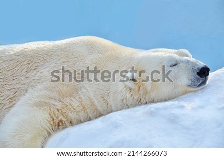 A polar bear sleeps in the snow Royalty-Free Stock Photo #2144266073