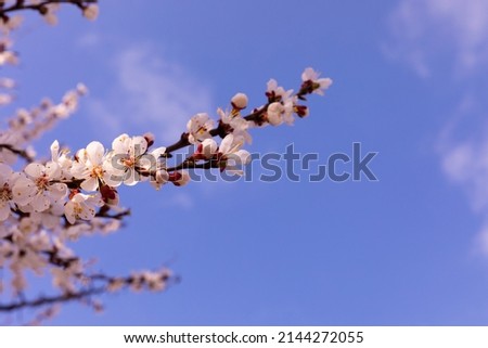 Beautiful branches of a flowering tree against a blue sky.Beautiful sakura flowers in the spring season in the park.texture of a floral pattern, natural background. Blossom trees. Macro. Royalty-Free Stock Photo #2144272055