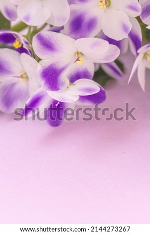 Violet viola flowers on pink background. Mock up, copy space