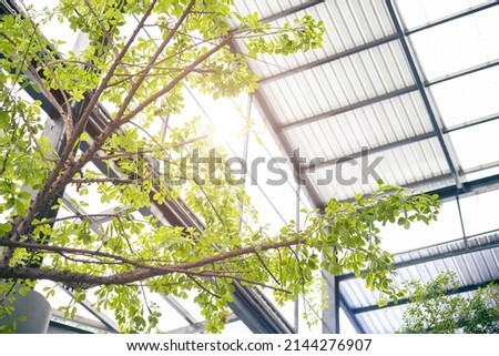 Eco building or Green office plant, indoor tree and garden for air cleaning ozone refreshing.
