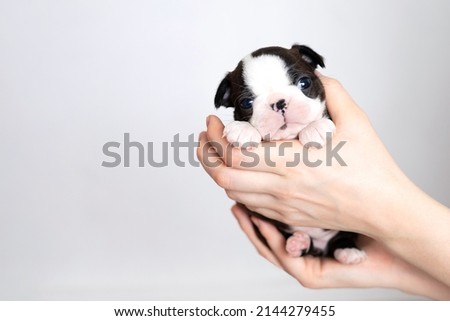 Women's hands hold a cute little Boston Terrier puppy on a white grey background. Space for text. High quality photo