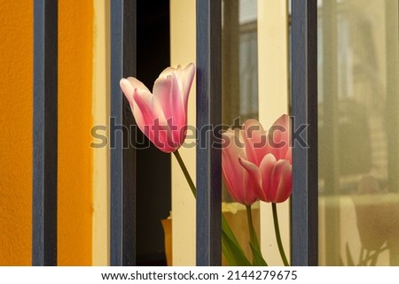 Pink tulips behind the bars of a window of a house