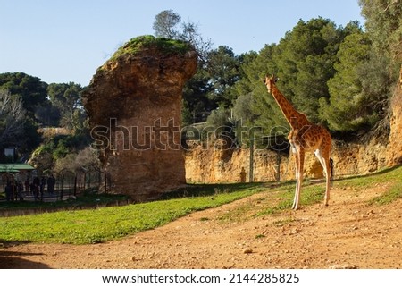 Giraffe in a Beautiful Landscape 