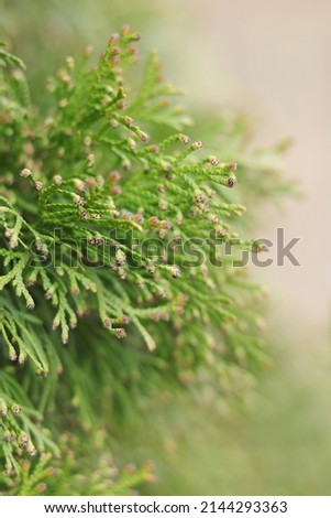 Beautiful leaves of Thuja trees on green background. Evergreen Thuja tree. Beautiful natural background. Spring nature. Thuja texture. Beautiful screensaver on your desktop. Natural green fence