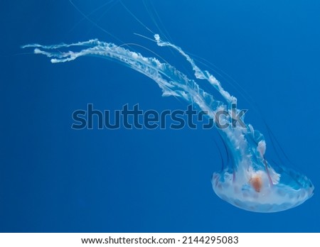 Upside-Down Jellyfish floating underwater at the National Aquarium in Baltimore, Maryland