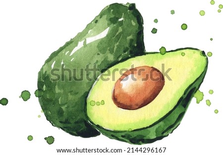Avocado watercolor illustration hand painted Royalty-Free Stock Photo #2144296167