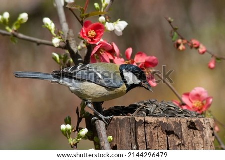The Great tit, Parus major, sits next to a blossoming branches of a forest fruit trees with reddish and white flowers and eats sunflower seeds from a garden bird feeder on a stump. Bird eating seeds. Royalty-Free Stock Photo #2144296479