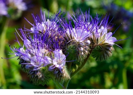 Phacelia tanacetifolia is a species of flowering plant in the borage family Boraginaceae, known by the common names lacy phacelia, blue tansy or purple tansy. Royalty-Free Stock Photo #2144310093
