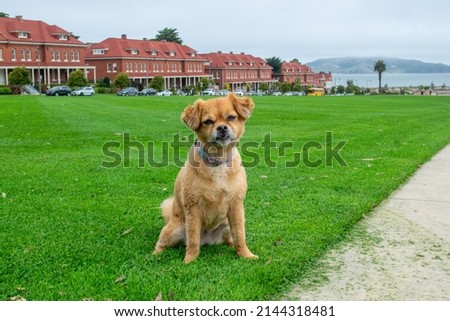 Cute dog sitting on lawn in San Francisco