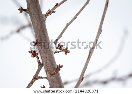 Buds and snow. Early spring and changeable weather. Leaf buds on the tree. Royalty-Free Stock Photo #2144320371