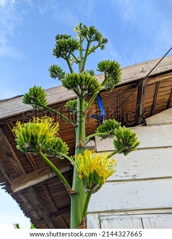 photo of the development of the agave desmentiana plant, branches, twigs and flower seeds
