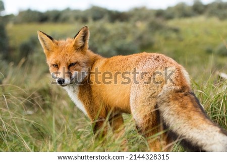 Red Fox Standing on the Grass in A Green Nature Background in A National Park
