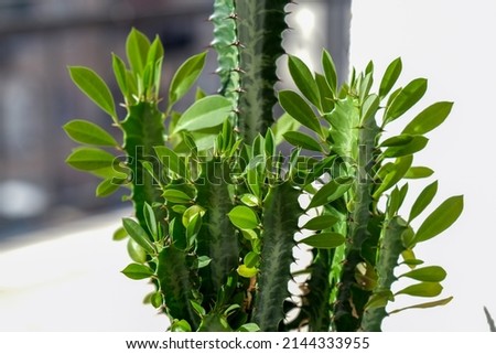 Euphorbia trigona (also known as African milk tree, cathedral cactus, Abyssinian euphorbia and high chaparall)Closeup image of euphorbia ingens cactus trees Royalty-Free Stock Photo #2144333955