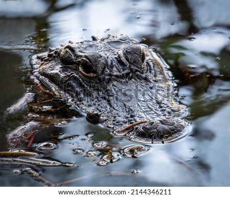 Waiting for its next meal, an American alligator is waiting mostly submerged and still in a pond. This reptile was photographed in the Ding Darling Wildlife Refuge on Sanibel Island, Florida. Royalty-Free Stock Photo #2144346211