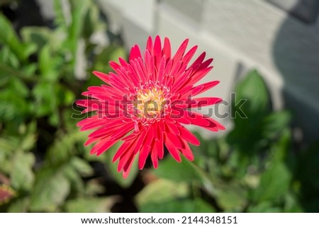 Gerbera daisy with green leaves in background.