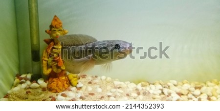 The predatory snake head fish "channa asiatica rsws", in the aquarium