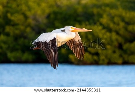 In early morning light, an American white pelican bird is flying over a pond at Ding Darling National Wildlife Refuge on Sanibel Island, Florida. Royalty-Free Stock Photo #2144355311