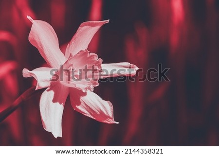 Blooming daffodil on a blurred background in spring, toned pink color