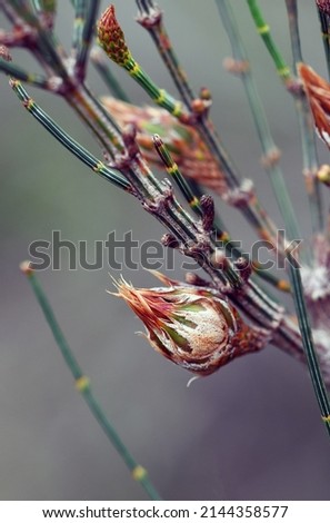 Close up of the developing fruit or cone and branchlets of the Australian native Scrub She Oak, Allocasuaria distyla, family Casuarinaceae. Hardy shrub endemic to heath and woodland in NSW Royalty-Free Stock Photo #2144358577