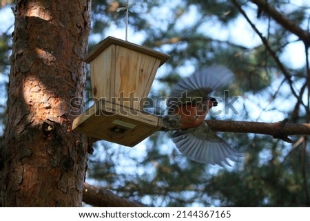 A bird feeder on a pine and bullfinch flying from it. Selective focus. High quality photo