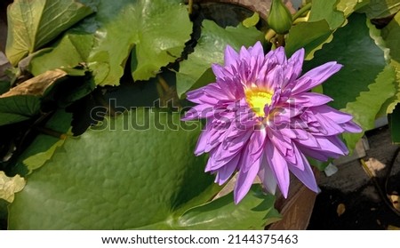 Picture of purple lotus blossoms in the outdoor garden