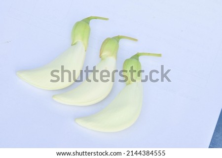 Sesbania grandiflora on a white background (with a cutting path) nourishes and maintains eyesight. Because it contains beta-carotene that the body can convert into vitamin A.