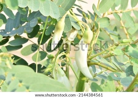 Sesbania grandiflora on a white background (with a cutting path) nourishes and maintains eyesight. Because it contains beta-carotene that the body can convert into vitamin A.