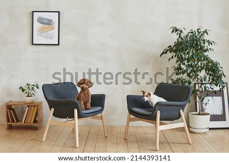Cute purebred dogs sitting on armchairs in modern living room with potted plants and picture on wall