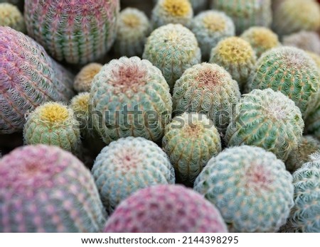Picture  with many Echinocereus rigidissimus, commonly known as the Arizona Rainbow Cactus or Rainbow Hedgehog Cactus