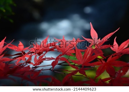 Flowing river and red autumn leaves