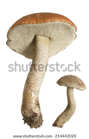 pair of mushrooms isolated on white background