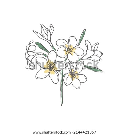 Plumeria flower bouquet, hand drawn vector illustration