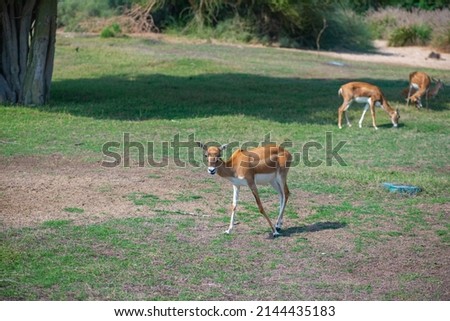 young antelopes run around the zoo in dubai
