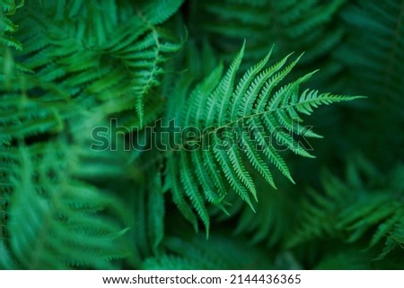 Natural unfocused green background of a natural fern in sunlight. Beautiful ferns create green foliage. High quality photo