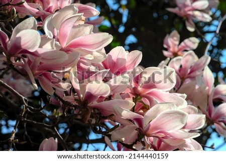 close-up pink and white magnolia flowers on the tree