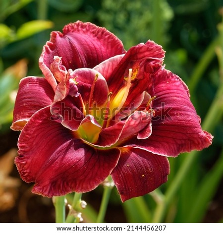 Hemerocallis 'Stellar Double Rose' with double burgundy red flowers Royalty-Free Stock Photo #2144456207